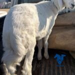 طلي ذبيحة